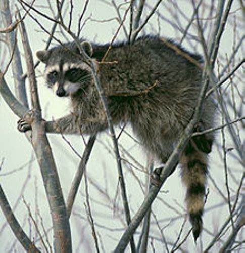 fun facts about raccoons