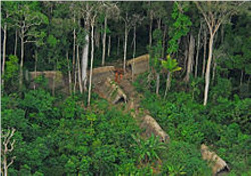 rainforest biome pic