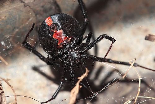 Facts about Red Back Spider