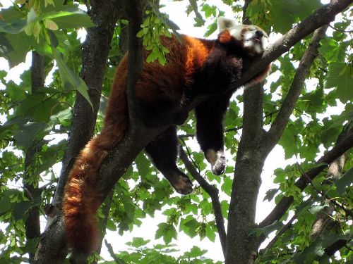 Facts about Red Pandas