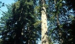 Facts about Redwood National Park