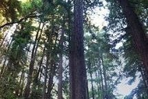 Facts about Redwood Trees