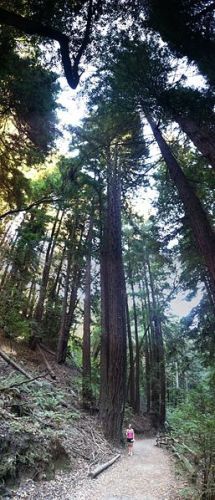 Facts about Redwood Trees