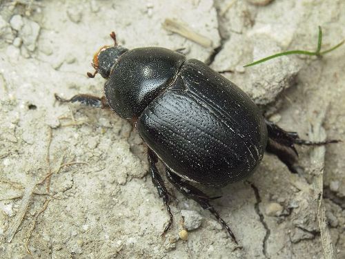 Facts about Rhino Beetles