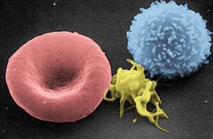 Red Blood Cells Images