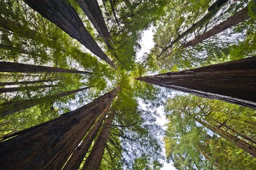 Redwood Tree