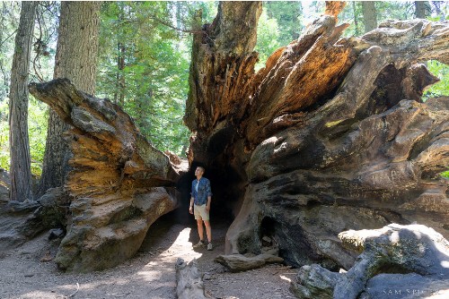 Redwood Trees Pic