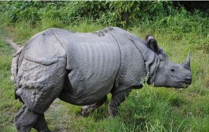 Rhinoceros Pic