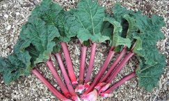 Facts about Rhubarb