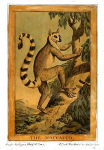Facts about Ring Tailed Lemurs