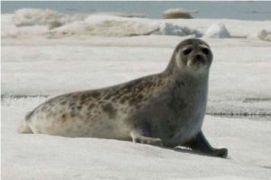 Facts about Ringed Seals