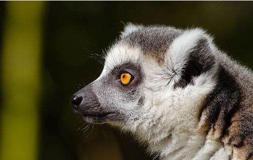Ring Tailed Lemur Facts