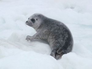 Ringed Seals Facts