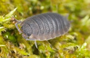 Facts about Rolly Pollies