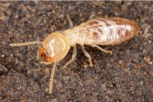 Termites Facts